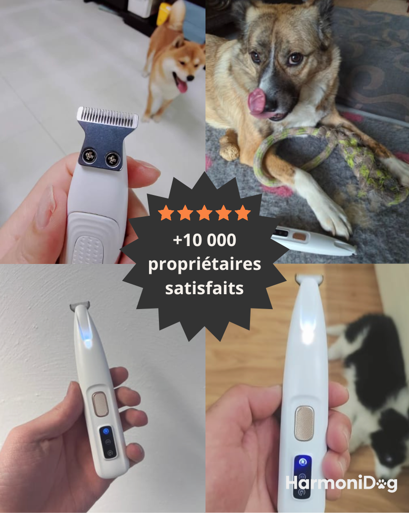 Patt'Clean™ – Pour des pattes propres et apaisées