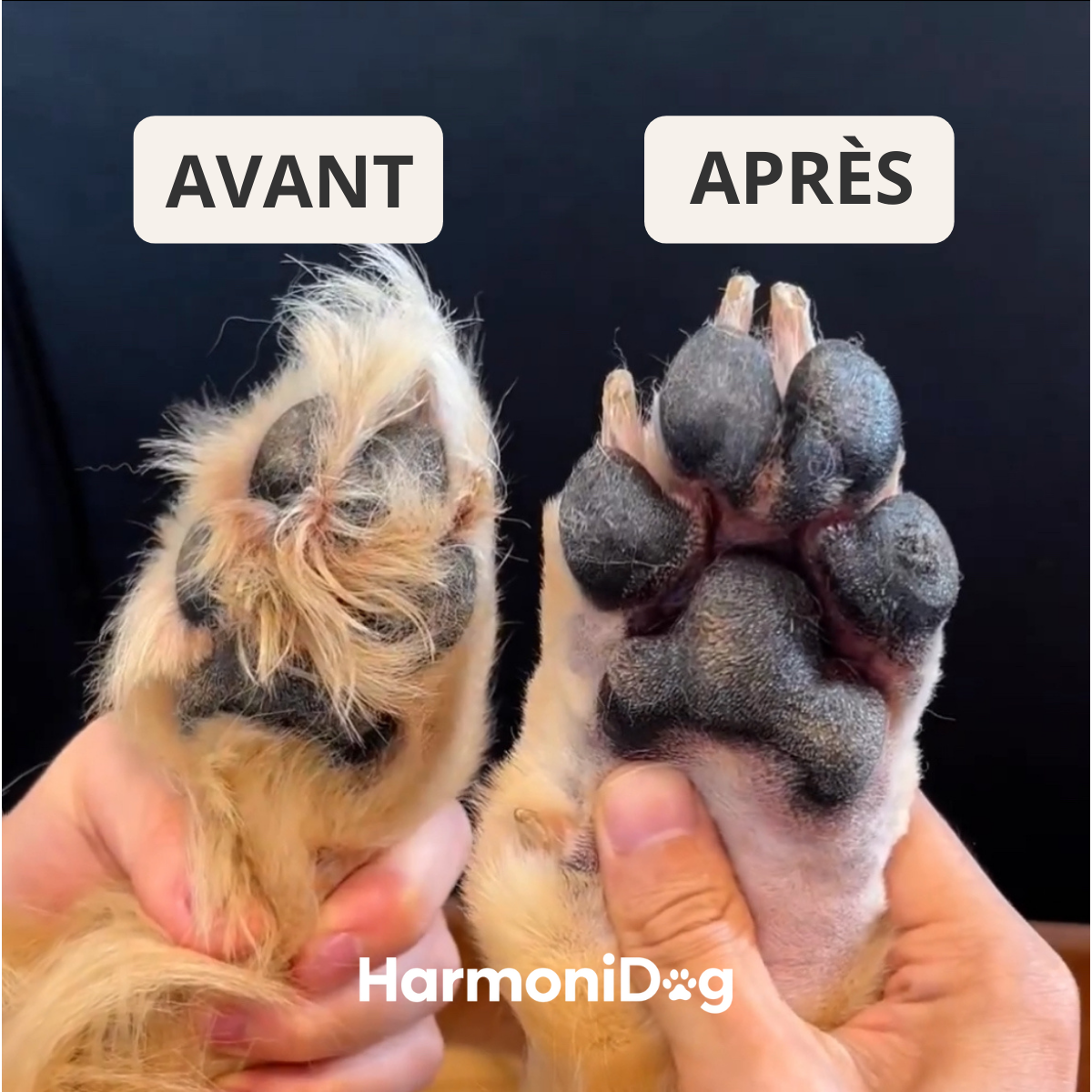 Patt'Clean™ – Pour des pattes propres et apaisées